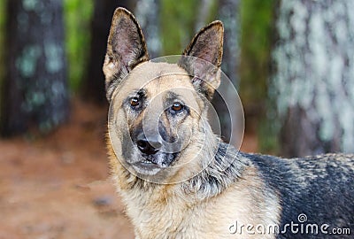 German Shepherd Dog Stock Photo