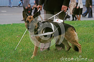 German Shepherd Dog, Guide Dog for Blind, walking with owner Stock Photo