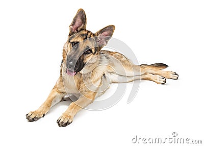 German Shepherd Happy Attentive Dog Stock Photo