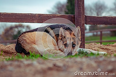 German shepherd dog with heterochromia syndrome lying on the grass Stock Photo