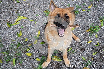 German Shepherd dog holding tree branch in mouth Stock Photo