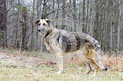 German Shepherd Dog, leash and collar, skin condition, inhumane treated Stock Photo