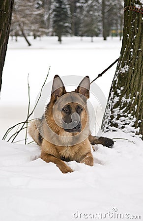 German Shepherd Dog Lying on Snow Stock Photo