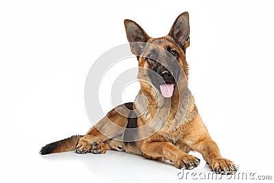 German shepherd Stock Photo