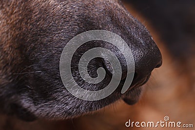 German Shepherd Dog nose macro side view Stock Photo