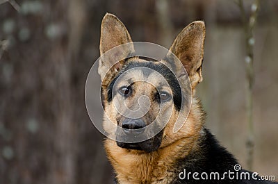 German Shepherd Dog Stock Photo