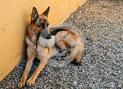 The german shepherd dog patiently waits for someone to play with him Stock Photo