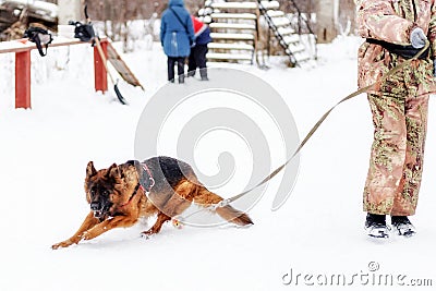 German shepherd dog plays with its owner Stock Photo