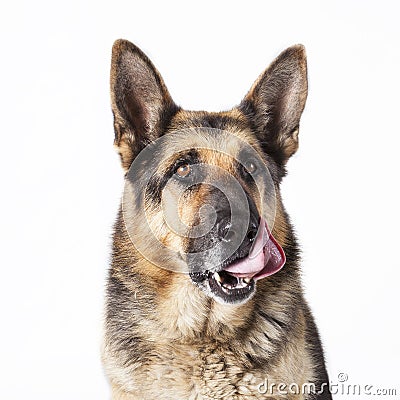 A German Shepherd dog portrait Stock Photo