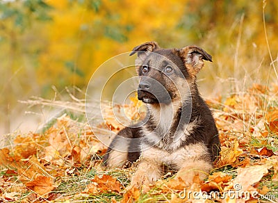 German shepherd dog puppy Stock Photo