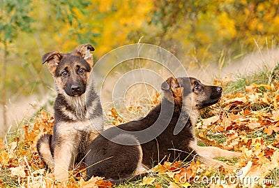 German shepherd dog puppy Stock Photo