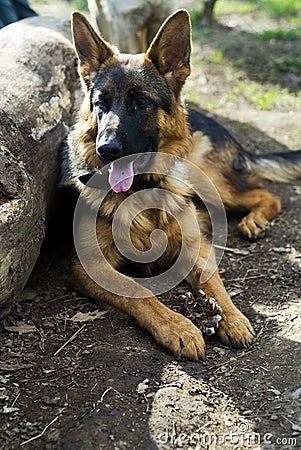 German Shepherd dog resting Stock Photo