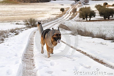 German shepherd dog runnig on a path with snow Stock Photo