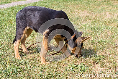 German shepherd dog sniffs Stock Photo