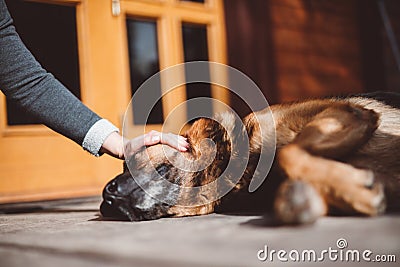 German Shepherd dog stroked by woman in front of house Stock Photo