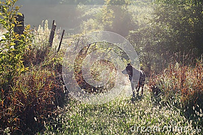 German Shepherd Dog Walking on Country Path in Morning Stock Photo