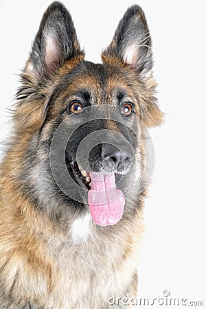 German Shepherd Headshot Stock Photo