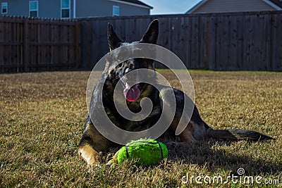 Dog laying in the grass Stock Photo