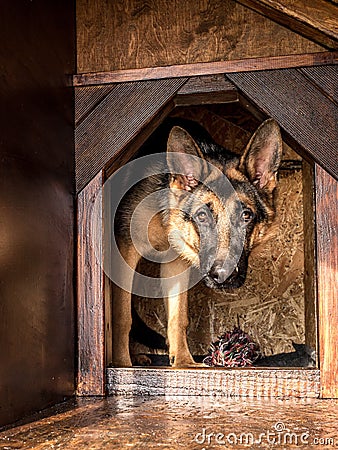 German shepherd lurking from its kennel Stock Photo