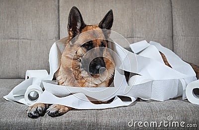 Dog indulged little when left alone at home and ate several rolls of toilet paper. Charming guilty pet with sad eyes. German Stock Photo