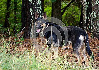 German Shepherd Mixed Breed Dog Stock Photo