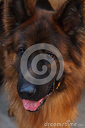 The German shepherd is one of the most popular and recognizable dog breeds on the planet. Stock Photo