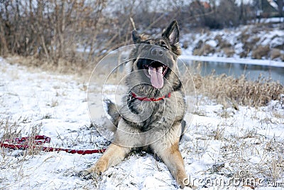 Beautiful German Shepherd in the Outdoor,Winter Time Stock Photo