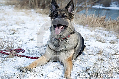 Beautiful German Shepherd in the Outdoor,Winter Time Stock Photo