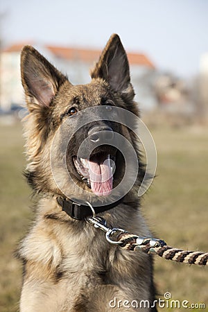 Lovely German Shepherd Outdoors in Summer Time Stock Photo