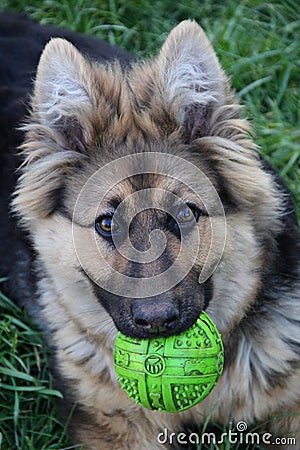 German shepherd. photo Stock Photo