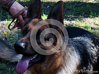 German shepherd. Photo head of a German shepherd Stock Photo
