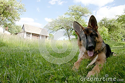 German Shepherd Stock Photo