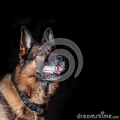 German shepherd plays with a ball on a black plan. Stock Photo