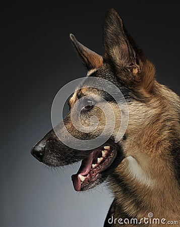 German shepherd portait in the gray studio Stock Photo