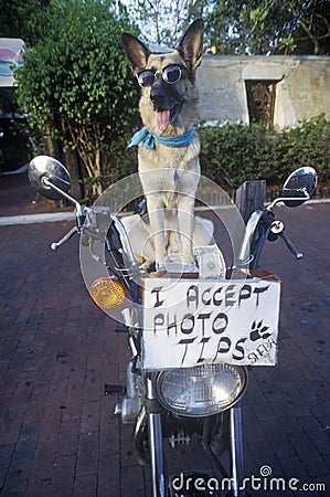 German Shepherd posing for photo, Sunset Pier, Mallory Square, Key West, FL Editorial Stock Photo