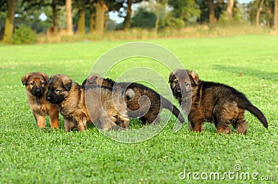 German shepherd puppies Stock Photo