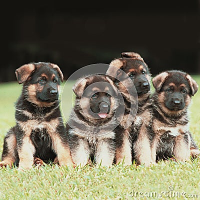 German Shepherd puppies Stock Photo