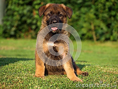 German shepherd puppy Stock Photo