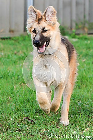 German Shepherd puppy having fun. Stock Photo