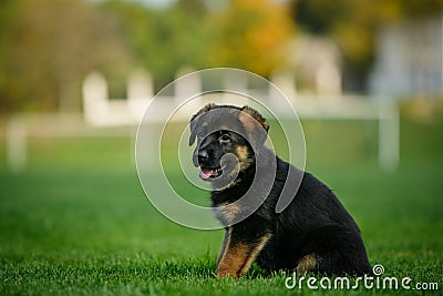 German Shepherd puppy in a park Stock Photo