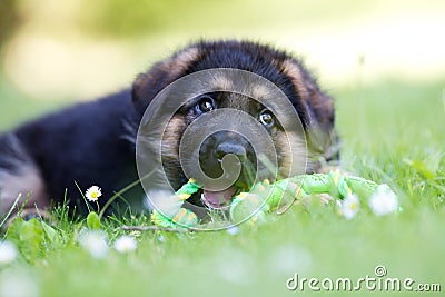 German shepherd puppy playing with rope Stock Photo