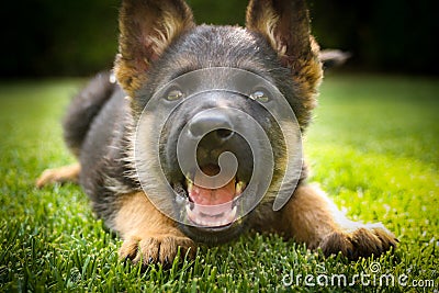 German shepherd puppy playing on a warm summer day Stock Photo