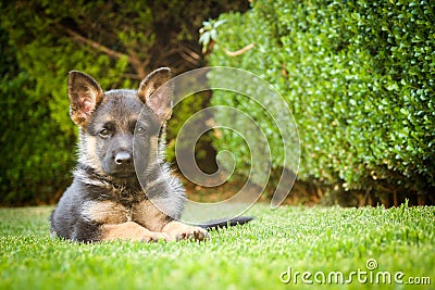 German shepherd puppy relaxing on a warm summer day Stock Photo