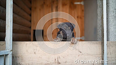German shepherd puppy sits in a cage. A sad puppy is sitting. German Shepherd Stock Photo
