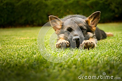 German shepherd puppy sleeping on a warm summer day Stock Photo