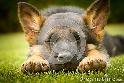 German shepherd puppy sleeping on a warm summer day on a warm summer day Stock Photo
