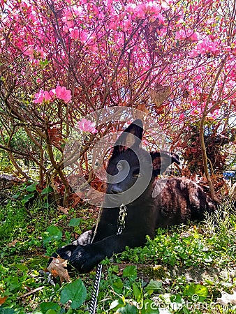 German Shepherd Puppy und Azaleas Stock Photo