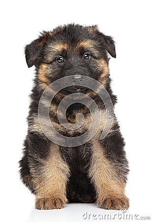 German shepherd puppy on white background Stock Photo