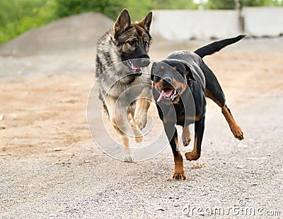 German Shepherd and Rottweiler Running and Playing Stock Photo