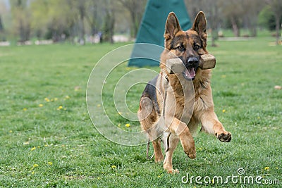 German Shepherd Running Through the Grass Stock Photo